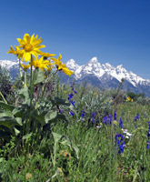 Yellowstone and Tetons photo